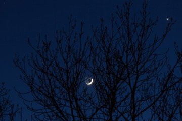 Sierp księżyca na wieczornym niebie za gałęziami drzewa