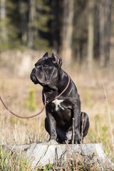 young dog of the cane-corso breed on a walk on the lawn in early spring