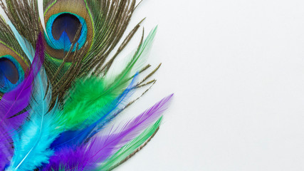 Naklejka premium Pretty peacock feathers with copy space