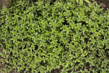 Fototapeta na wymiar green plant Thyme close-up on a flower bed