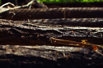 wooden logs of chopped acacia, lying on the ground in a covered barn under dry yellow hay, from meadow grass for feeding rural animals, in the rays of sunlight