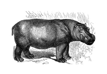 Illustration of a Hippopotamus in popular encyclopedia from 1890