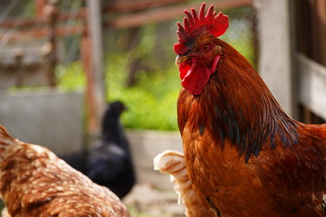 Red chicken walking in paddock. Ordinary red rooster and chickens looking for grains while walking in paddock on farm