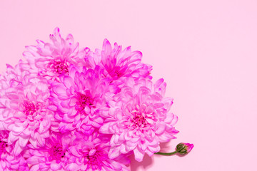 Fototapeta premium Purple chrysanthemum flowers close up on pastel pink background. Summer, spring banner, wallpaper