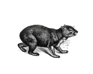 Obraz premium Illustration of a Hyrax in popular encyclopedia from 1890