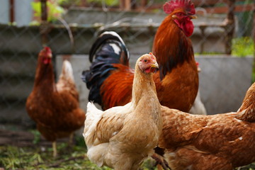 Red chicken walking in paddock. Ordinary red rooster and chickens looking for grains while walking in paddock on farm
