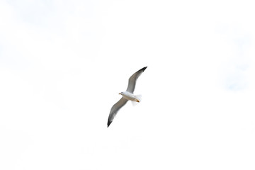 pajaro volando fondo blanco
