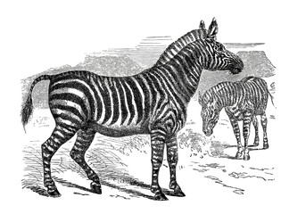 Fototapeta na wymiar Illustration of a Zebra in popular encyclopedia from 1890