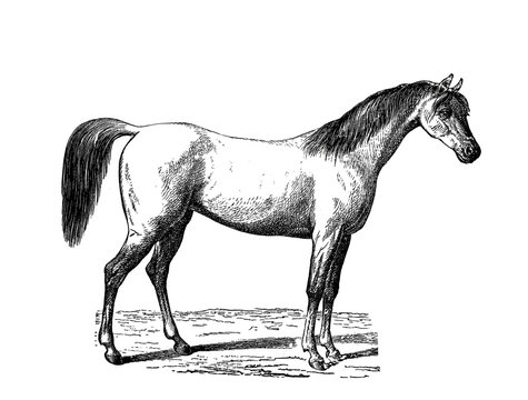 Illustration of a Horse in popular encyclopedia from 1890