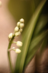 The growing lily of the valley. Blooming lily of the valley. Macro