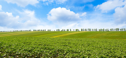Fototapeta na wymiar Panorama young sprouts of sunflower on spring field