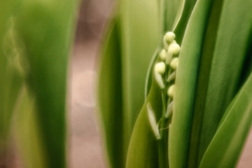 The growing lily of the valley. Blooming lily of the valley
