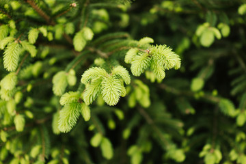 Spruce tips