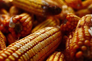 close-up of a harvested crop of ripened dried field corn for food of rural animals of gold and yellow color, covered with dust and spider web and lying in a barn in a glimmer of sunlight