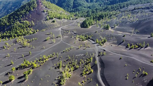 Small but epic forest on the island