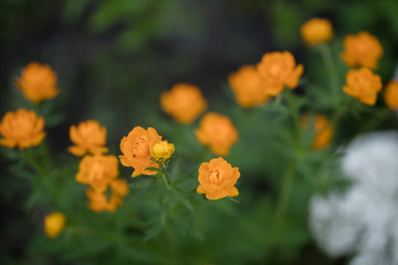 Orange flowers Twinkle Close Up