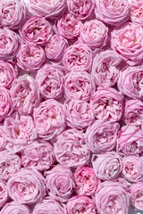 Solid floral background of pink roses with delicate petals.
