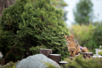red abyssinian cat sitting on a wooden fence on the nature in the garden