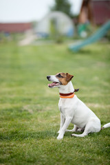 dog jack russell terrier walks on green grass