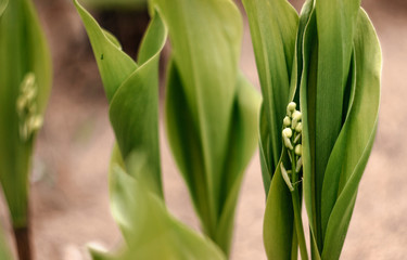 The growing lily of the valley. Blooming lily of the valley. Macro