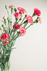 Red carnations in glass vase, natural decoration