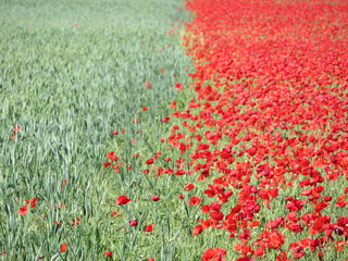 Beautiful red poppies full of flowers mixed with cereal