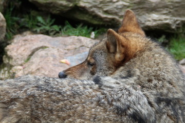 iberian, animal, wild, europe, spain, gray, carnivore, nature, mammal, fauna, forest, wolf, lupus, grey, spanish, natural, iberia, wildlife, life, one, peninsula,