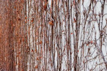 Obraz premium Dry tendrils on a concrete wall in autumn.