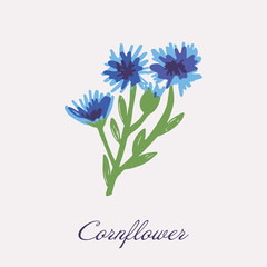 Blue Flower of Cornflower, isolated on white background. Vector hand drawn botanical illustration