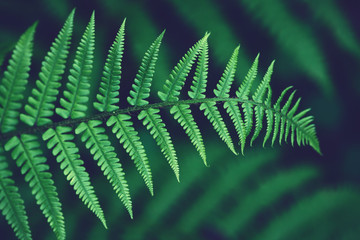 nature background, tropical green fern at summer forest