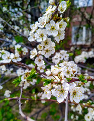 Spring blossoms flowers on the street on sunny days