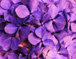 Fototapeta premium Purple floral background