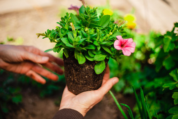 Beautiful pink flower in the garden being replanted by a woman. Hands of a garderner covering a small flower prepared to be put into soil. Horticulture and home garden concept.
