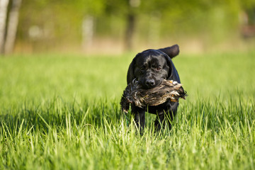 Black labrador retriever lab outdoor in summer park on the grass with duck hunting gundog