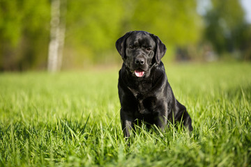Black labrador retriever lab outdoor sitting in summer park on the grass