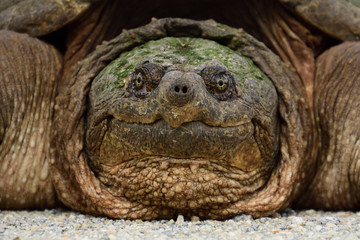 snapping turtle