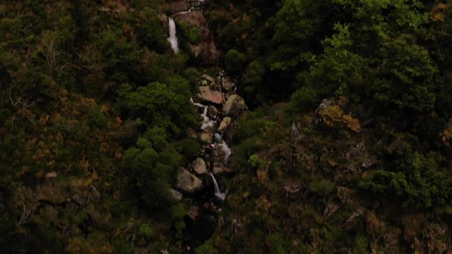 Pine tree branches near the waterfall