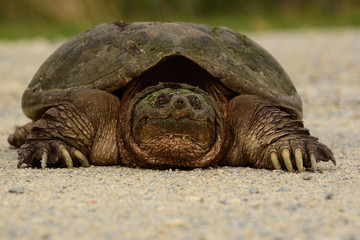 turtle on the sand