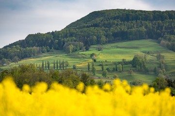 Fototapeta na wymiar hillside in the swiss jura during spring with a blooming rapefie