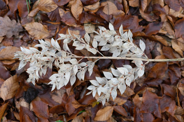 Feuilles blanches