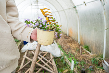  Hands holding gardening farmers tools close up with greenhouse background. Neutral colours. Farmers life concept, Gardening in greenhouse in spring.