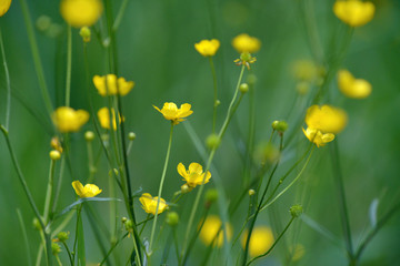 wild yellow flower on the field
