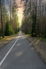 Fototapeta na wymiar Walking path surrounded by beautiful green forest. Summer landscape.