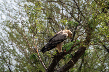 Tawny eagle or Aquila rapax feasting on Spiny tailed lizard or Uromastyx kill in his claws perched on branch of tree at tal chhapar sanctuary, rajasthan, India