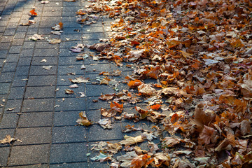 Fallen leaves on an alley in a park close-up.
