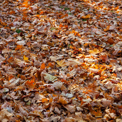 Fallen leaves on the ground.