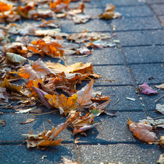 Fallen leaves on an alley in a park close-up.