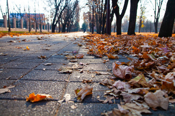 Fallen leaves on an alley in a park close-up.