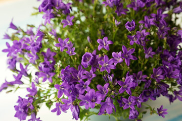the flowers are lilac Campanula in the pot