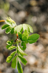 Green branch of a young rose. Macro photo. Leaves of a rose outdoors.
